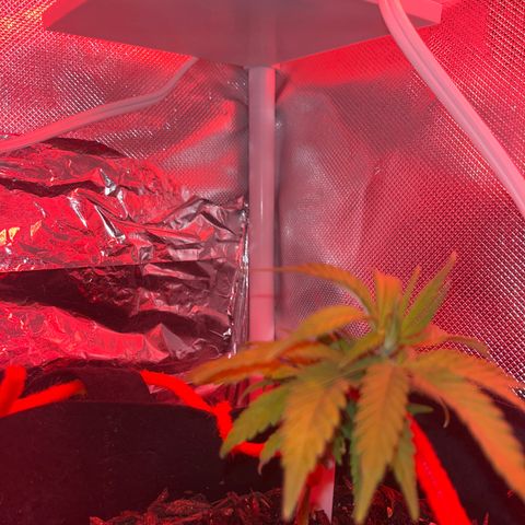 CannaBusta Rhymes  growlog timeline photo