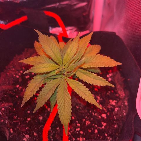 CannaBusta Rhymes  growlog timeline photo