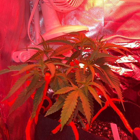 Amy Weedhouse growlog timeline photo