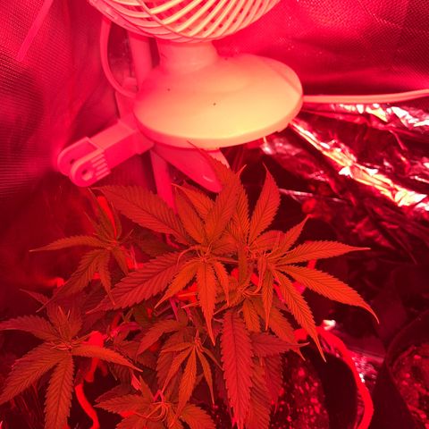 Amy Weedhouse growlog timeline photo
