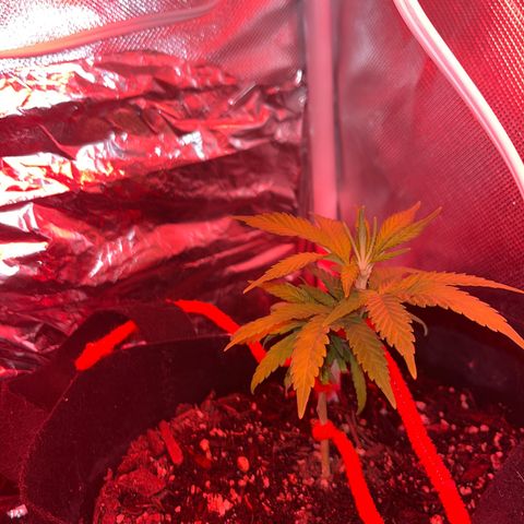 CannaBusta Rhymes  growlog timeline photo
