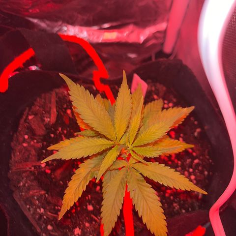 CannaBusta Rhymes  growlog timeline photo