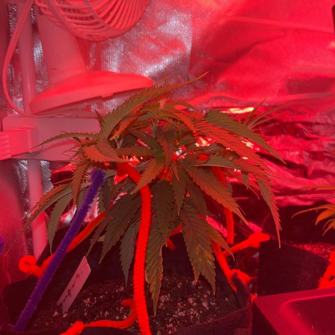 Amy Weedhouse growlog timeline photo