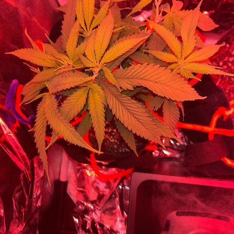 Amy Weedhouse growlog timeline photo