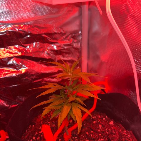 CannaBusta Rhymes  growlog timeline photo