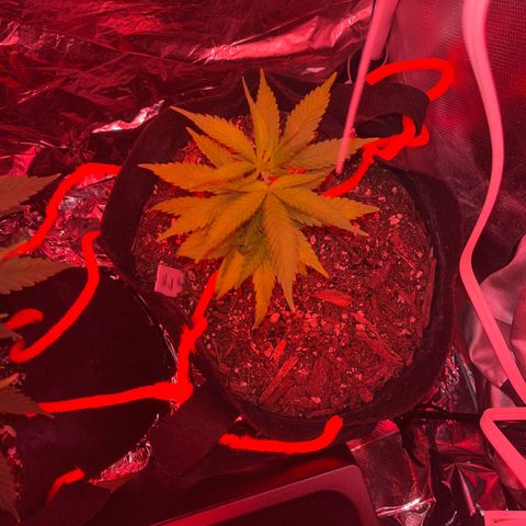 CannaBusta Rhymes  growlog timeline photo