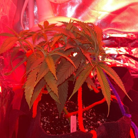 Amy Weedhouse growlog timeline photo