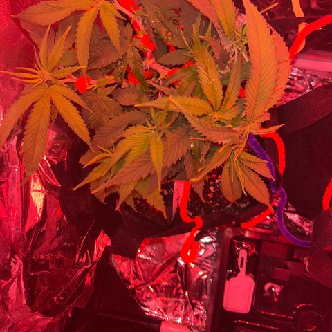 Amy Weedhouse growlog timeline photo
