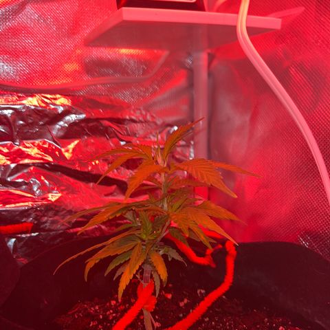 CannaBusta Rhymes  growlog timeline photo