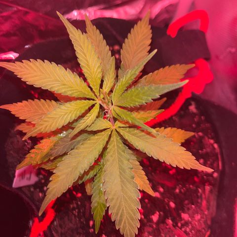 CannaBusta Rhymes  growlog timeline photo