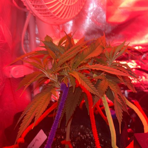 Amy Weedhouse growlog timeline photo