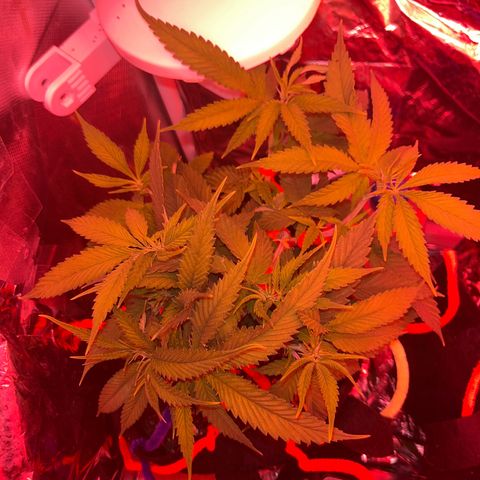 Amy Weedhouse growlog timeline photo