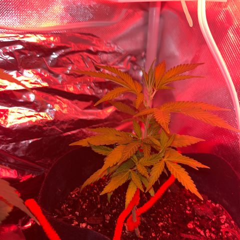 CannaBusta Rhymes  growlog timeline photo