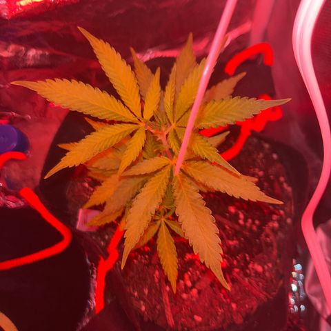 CannaBusta Rhymes  growlog timeline photo
