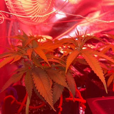 Amy Weedhouse growlog timeline photo