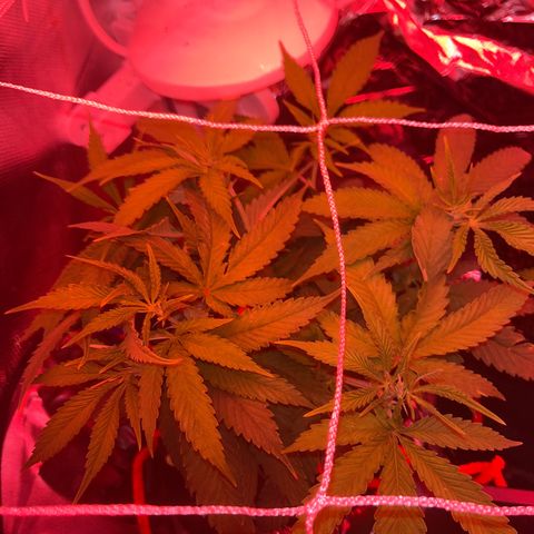 Amy Weedhouse growlog timeline photo