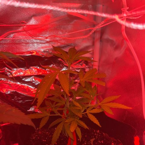 CannaBusta Rhymes  growlog timeline photo