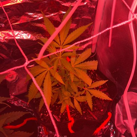 CannaBusta Rhymes  growlog timeline photo