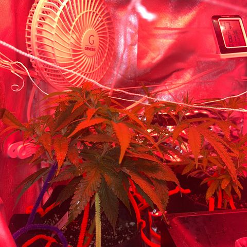 Amy Weedhouse growlog timeline photo