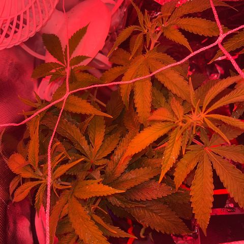 Amy Weedhouse growlog timeline photo