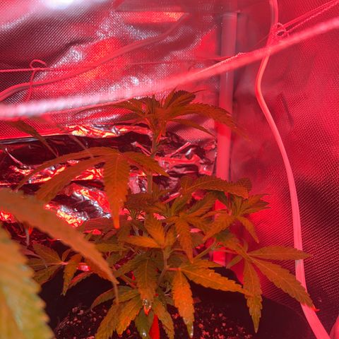 CannaBusta Rhymes  growlog timeline photo