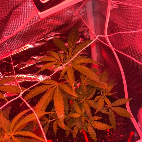 CannaBusta Rhymes  growlog timeline photo