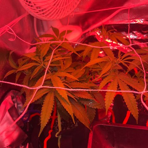 Amy Weedhouse growlog timeline photo