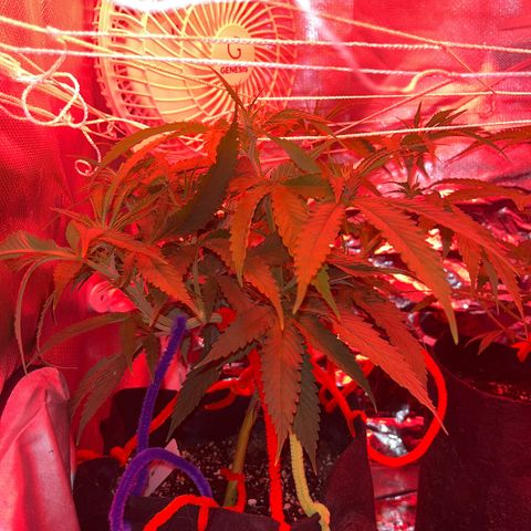Amy Weedhouse growlog timeline photo