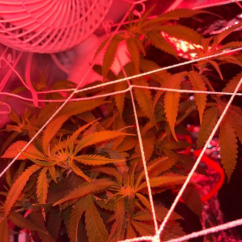Amy Weedhouse growlog timeline photo