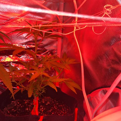 CannaBusta Rhymes  growlog timeline photo