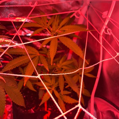 CannaBusta Rhymes  growlog timeline photo
