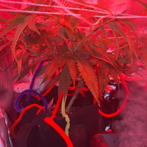 Amy Weedhouse growlog timeline photo