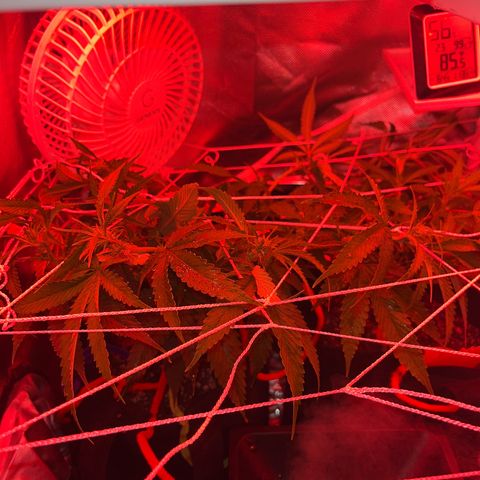 Amy Weedhouse growlog timeline photo
