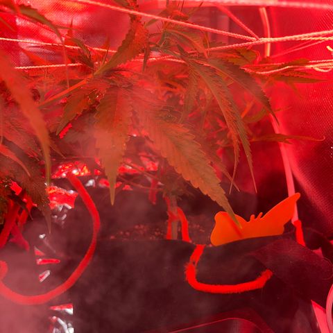 CannaBusta Rhymes  growlog timeline photo