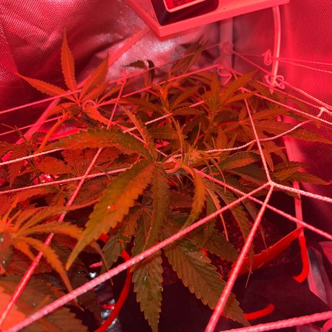 CannaBusta Rhymes  growlog timeline photo