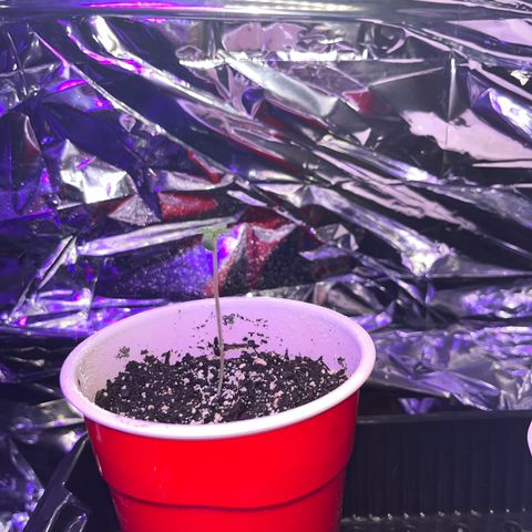 Plant-it at the disco growlog timeline photo