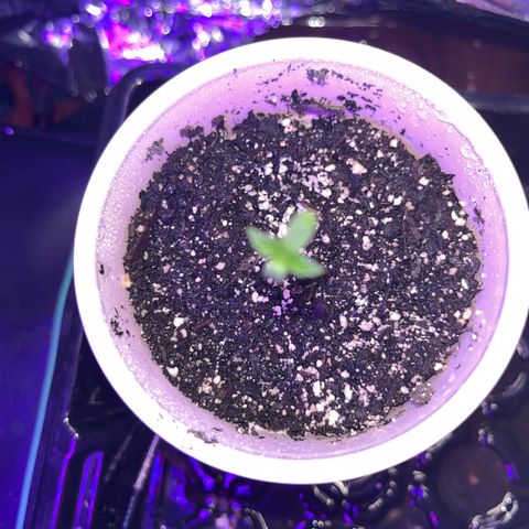 Plant-it at the disco growlog timeline photo