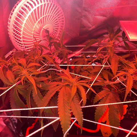 Amy Weedhouse growlog timeline photo