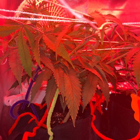 Amy Weedhouse growlog timeline photo