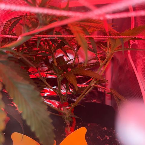 CannaBusta Rhymes  growlog timeline photo