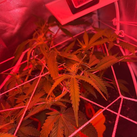CannaBusta Rhymes  growlog timeline photo