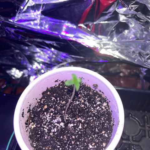 Plant-it at the disco growlog timeline photo