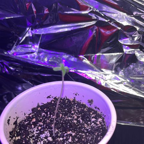 Plant-it at the disco growlog timeline photo