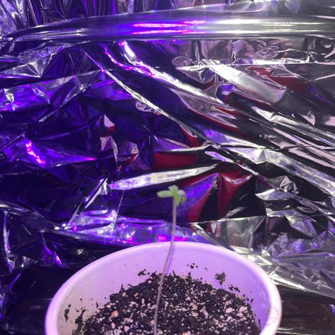 Plant-it at the disco growlog timeline photo