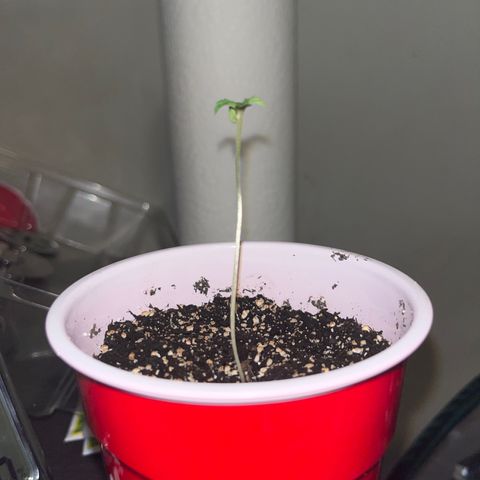 Plant-it at the disco growlog timeline photo