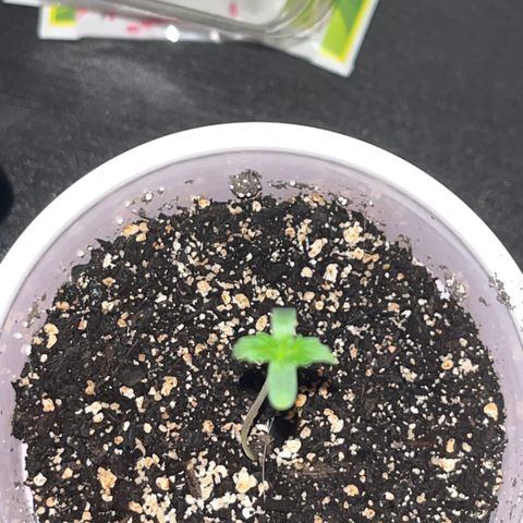 Plant-it at the disco growlog timeline photo