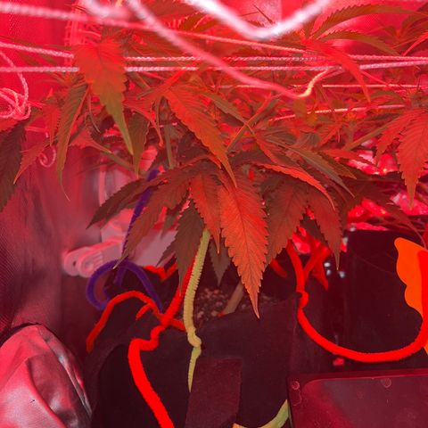 Amy Weedhouse growlog timeline photo