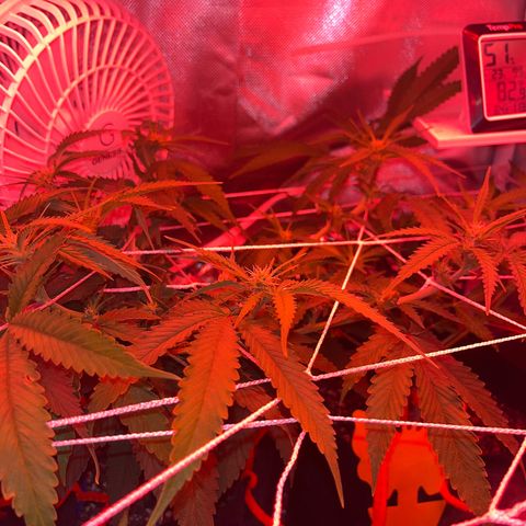 Amy Weedhouse growlog timeline photo