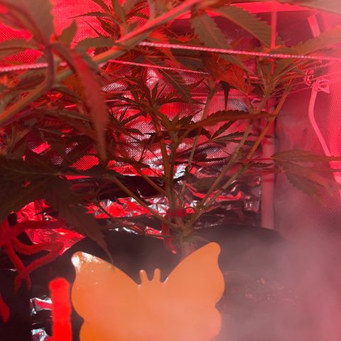 CannaBusta Rhymes  growlog timeline photo