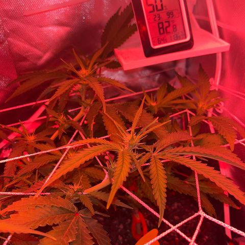 CannaBusta Rhymes  growlog timeline photo
